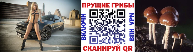 Псилоцибиновые грибы Psilocybe hydra ссылки Енисейск
